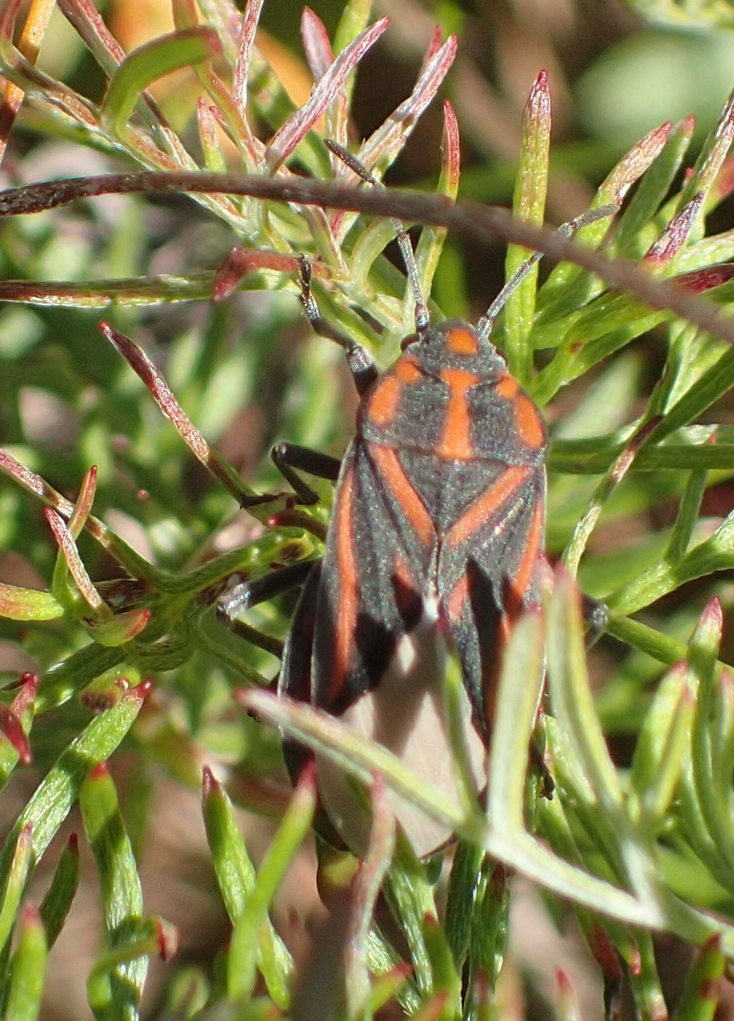 Image de Spilostethus trilineatus (Fabricius & J. C. 1794)