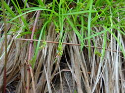 Image of northern sedge