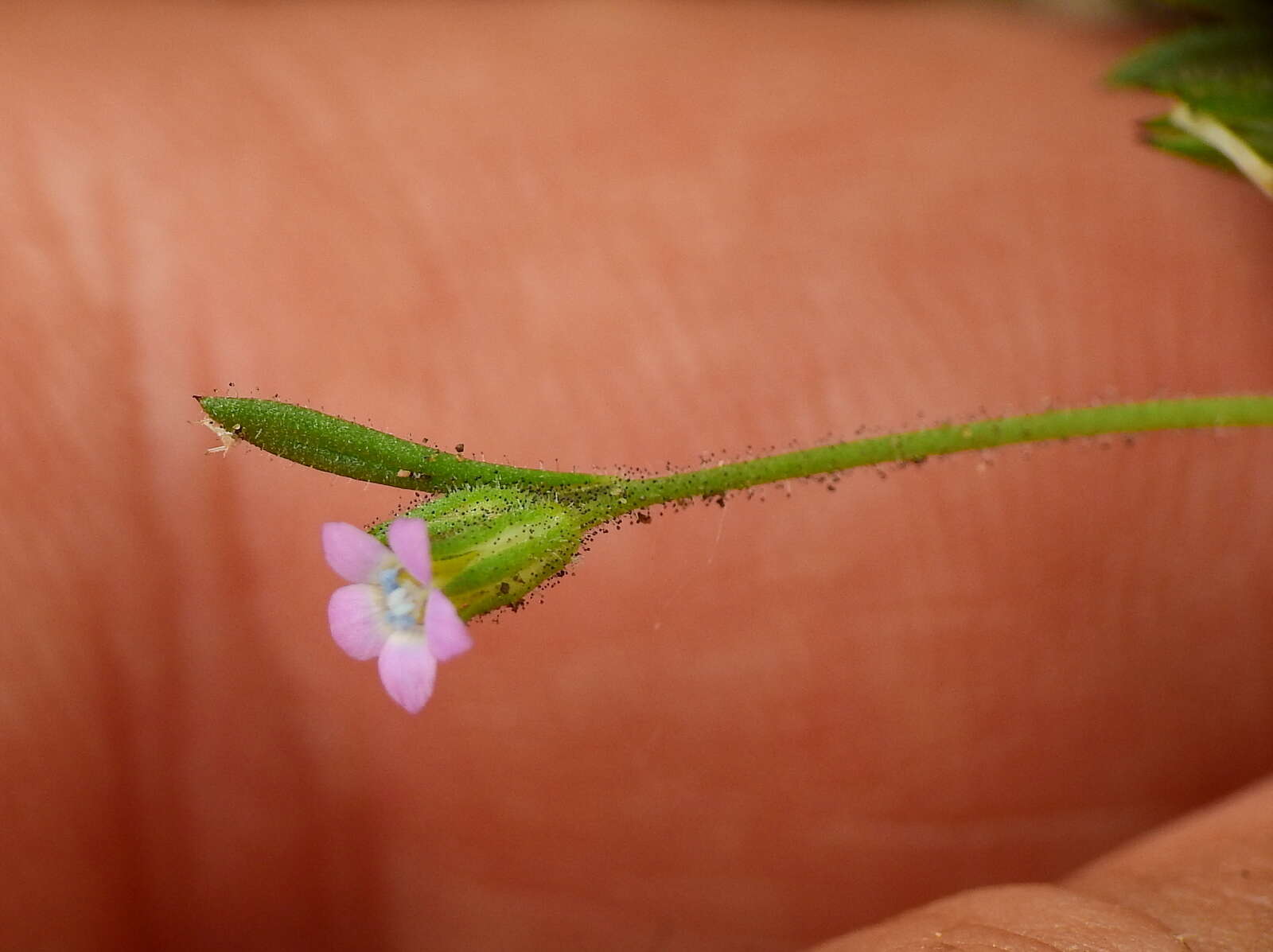 Image of Gilia crassifolia Benth.