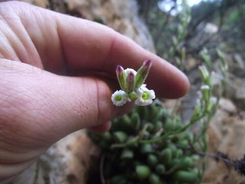 Image of Adromischus cristatus var. schonlandii (Phill.) Tölken