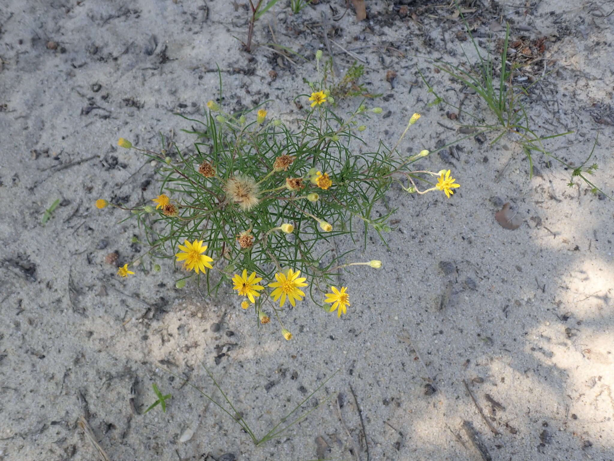 Image of sickleleaf silkgrass