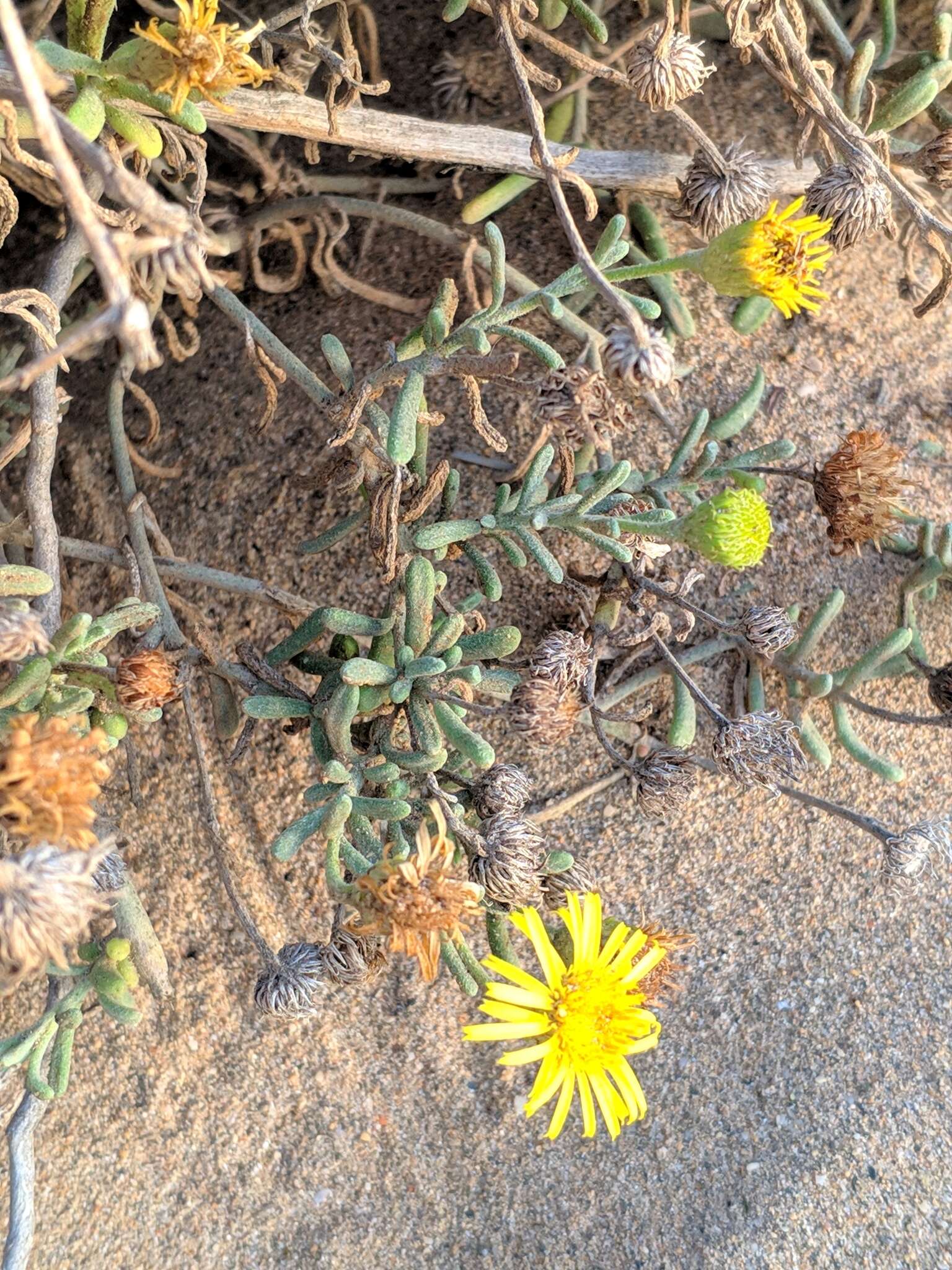 Image of Pulicaria burchardii Hutch.