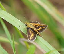 Image of Taractrocera papyria Boisduval 1832