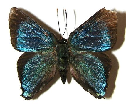 539.mhcya 96 srnp 9682 1 dhj363014 1365545970 jpg.580x360