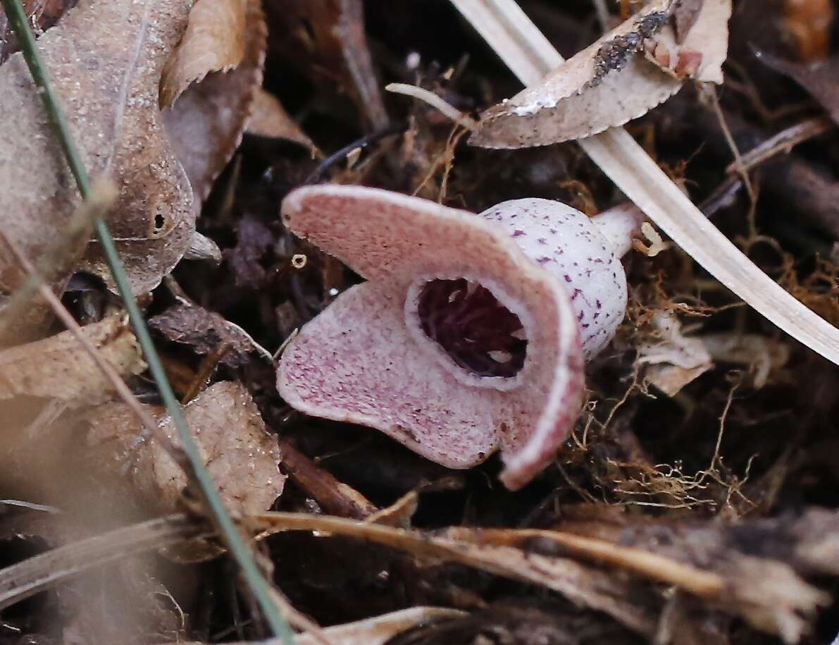 Image of Asarum fauriei var. takaoi (F. Maek.) T. Sugaw.