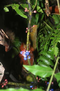 Image of Miconia septuplinervia