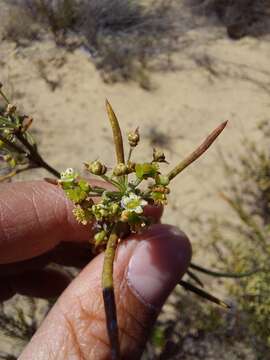 Image of Adenogramma glomerata (L. fil.) Druce