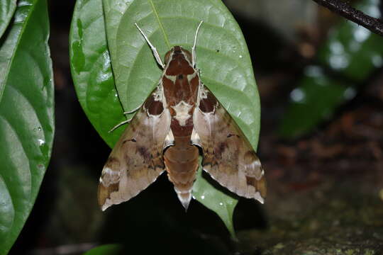 Image of Cechenena helops (Walker 1856)