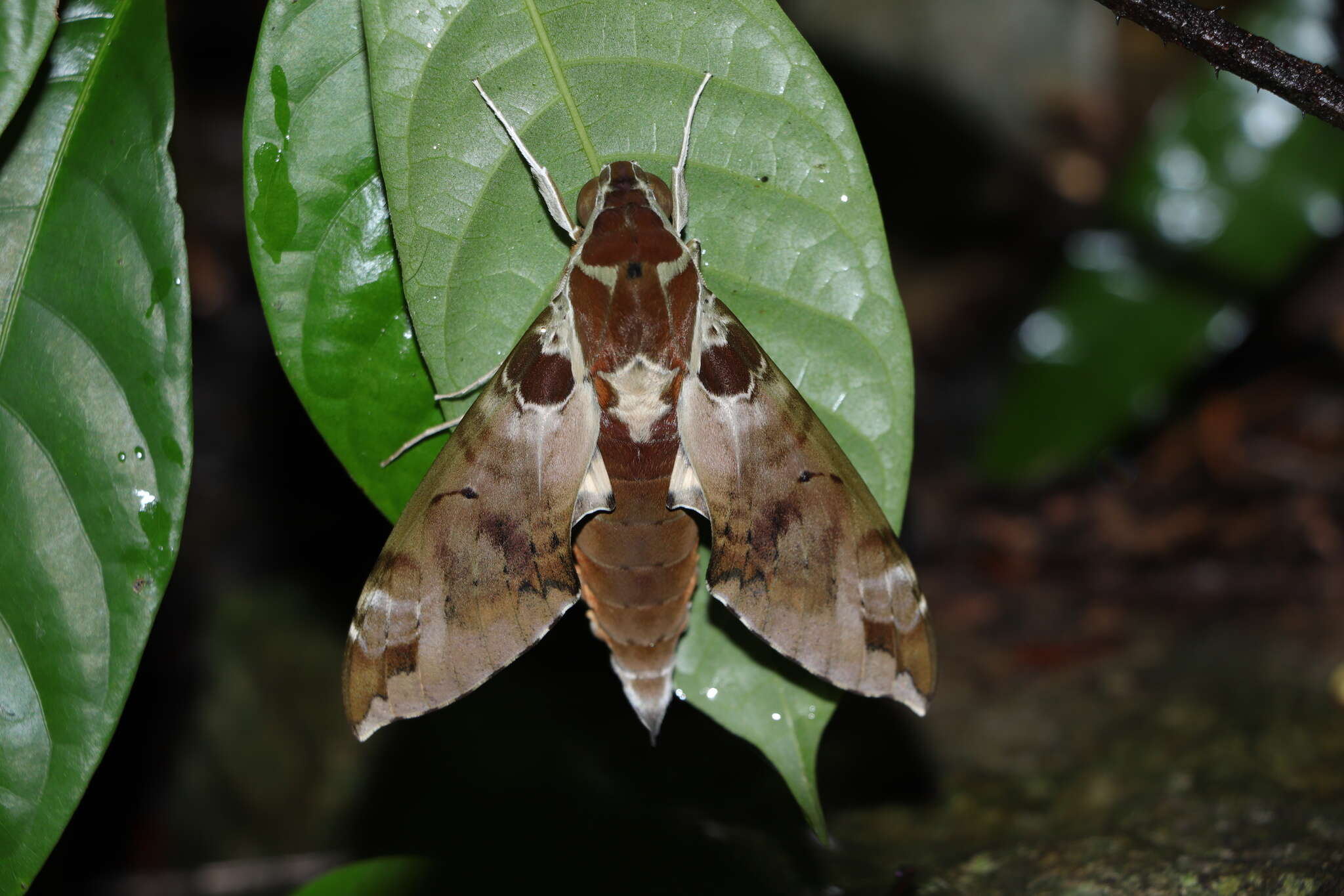 Image de Cechenena helops (Walker 1856)