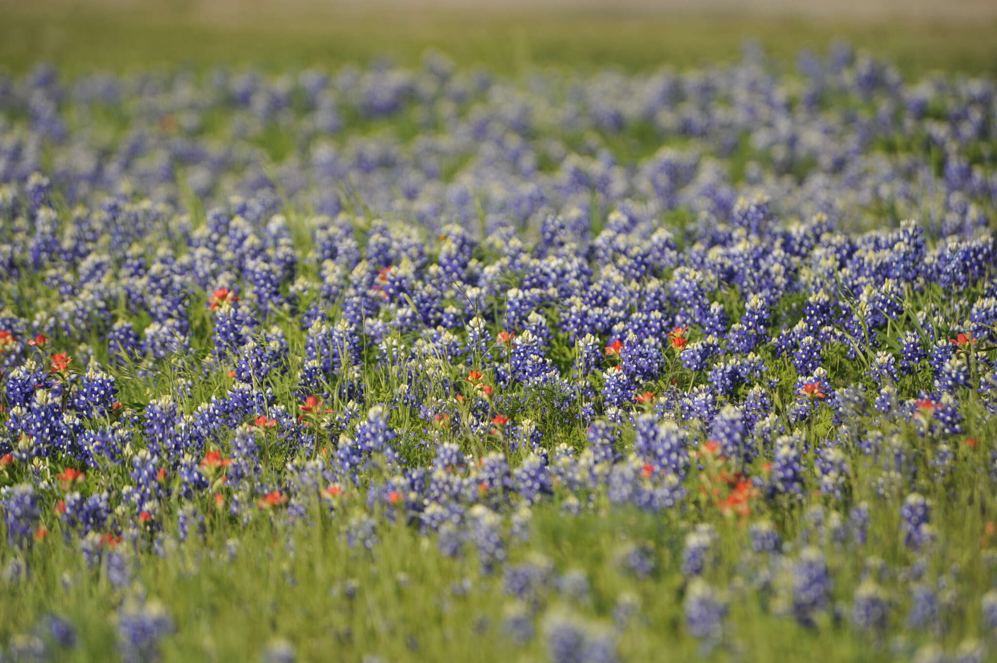 Image of Texas lupine