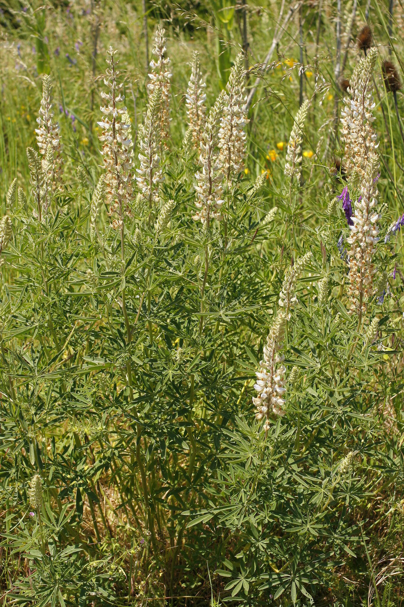 Image of sicklekeel lupine