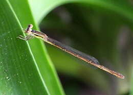 <i>Agriocnemis <i>falcifera</i></i> falcifera resmi