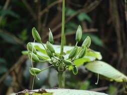 Louteridium purpusii T. S. Brandeg. resmi