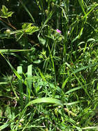 Image of cut-leaved cranesbill