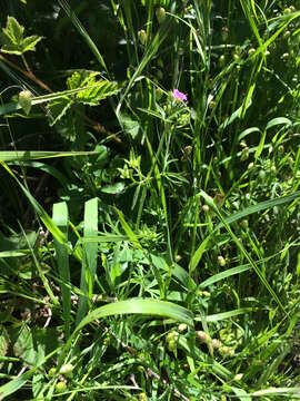 Image of cut-leaved cranesbill