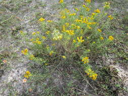 Image of Drummond's goldenbush