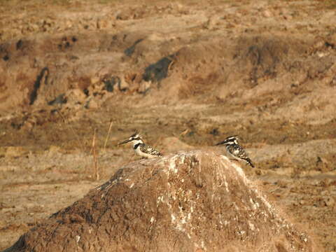 صورة Ceryle rudis rudis (Linnaeus 1758)