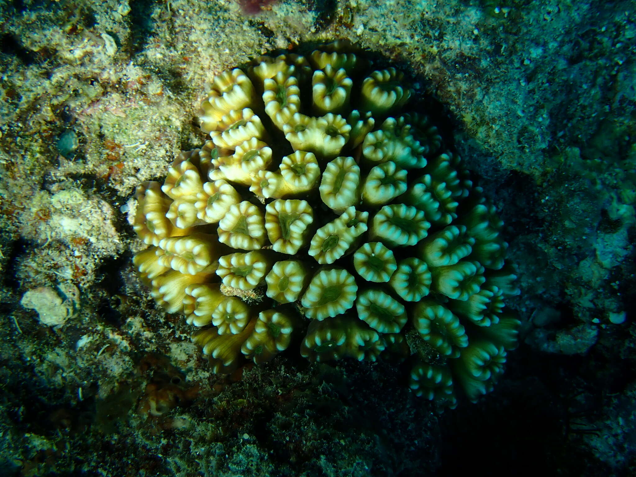Image of Phaceloid fleshy hard coral
