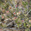 Image of Collinosalsola laricifolia (Turcz. ex Litv.)