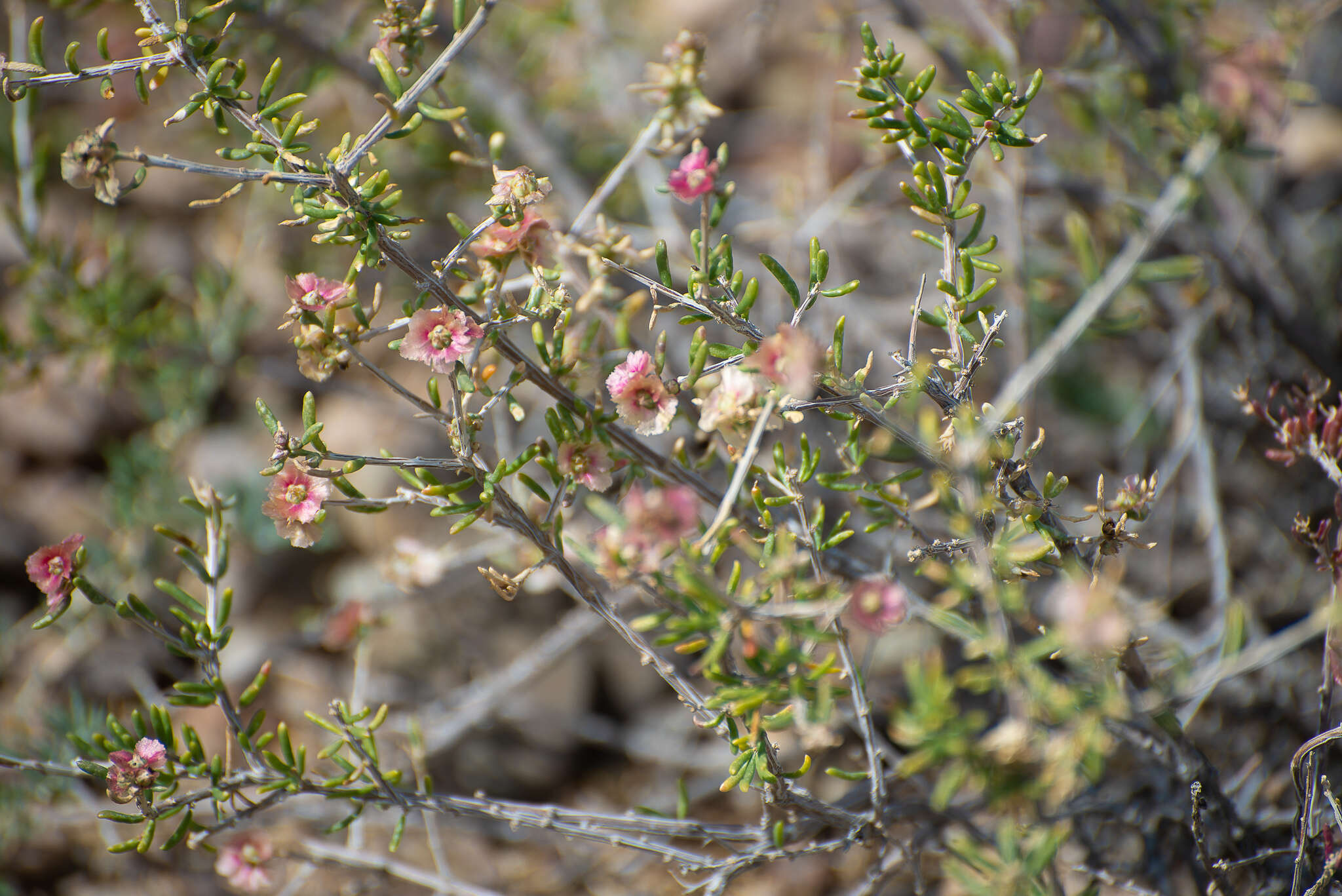 Image de Collinosalsola laricifolia (Turcz. ex Litv.)