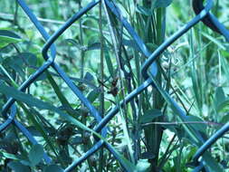 Image of Polistes dorsalis dorsalis