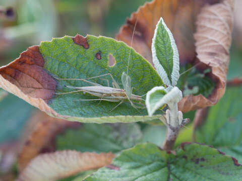 Image of tree-cricket