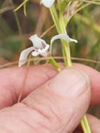 Image of White donkey orchid