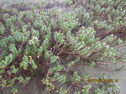 Image of Pimelea villosa Banks & Soland. ex Meissn.