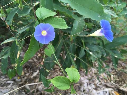 Image of Ipomoea aristolochiifolia (Kunth) G. Don