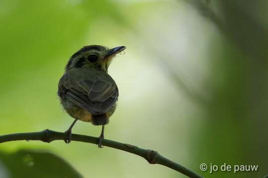 Platyrinchus coronatus Sclater & PL 1858的圖片