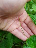 Image of Grassy-Slope Arctic Sedge