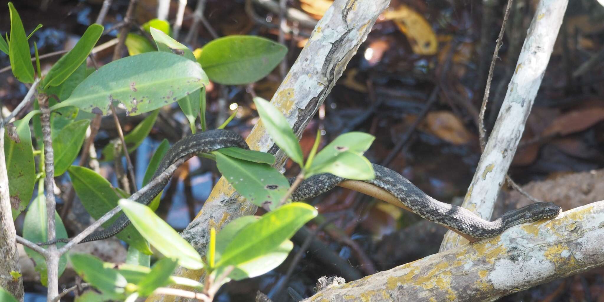 Imagem de Nerodia clarkii compressicauda Kennicott 1860