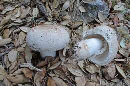 Leucoagaricus barssii (Zeller) Vellinga 2000 resmi