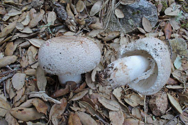 Leucoagaricus barssii (Zeller) Vellinga 2000 resmi