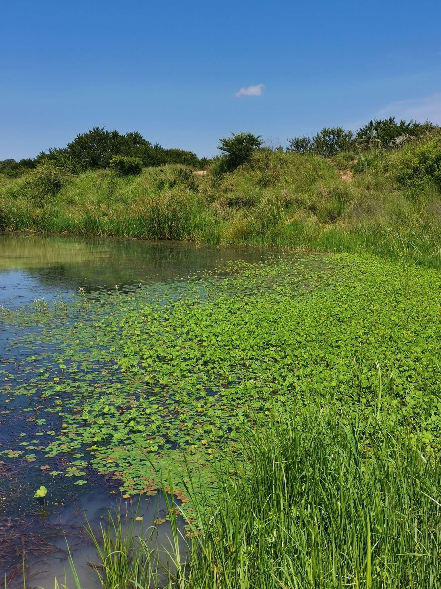 Plancia ëd Marsilea ephippiocarpa Alston