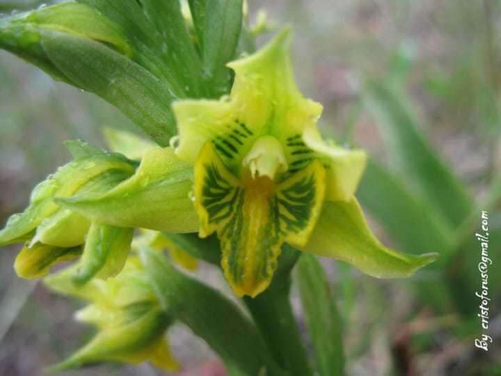 Image of Gavilea litoralis (Phil.) M. N. Correa