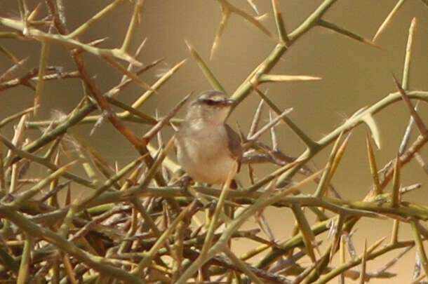 Image of Yellow-bellied Eremomela