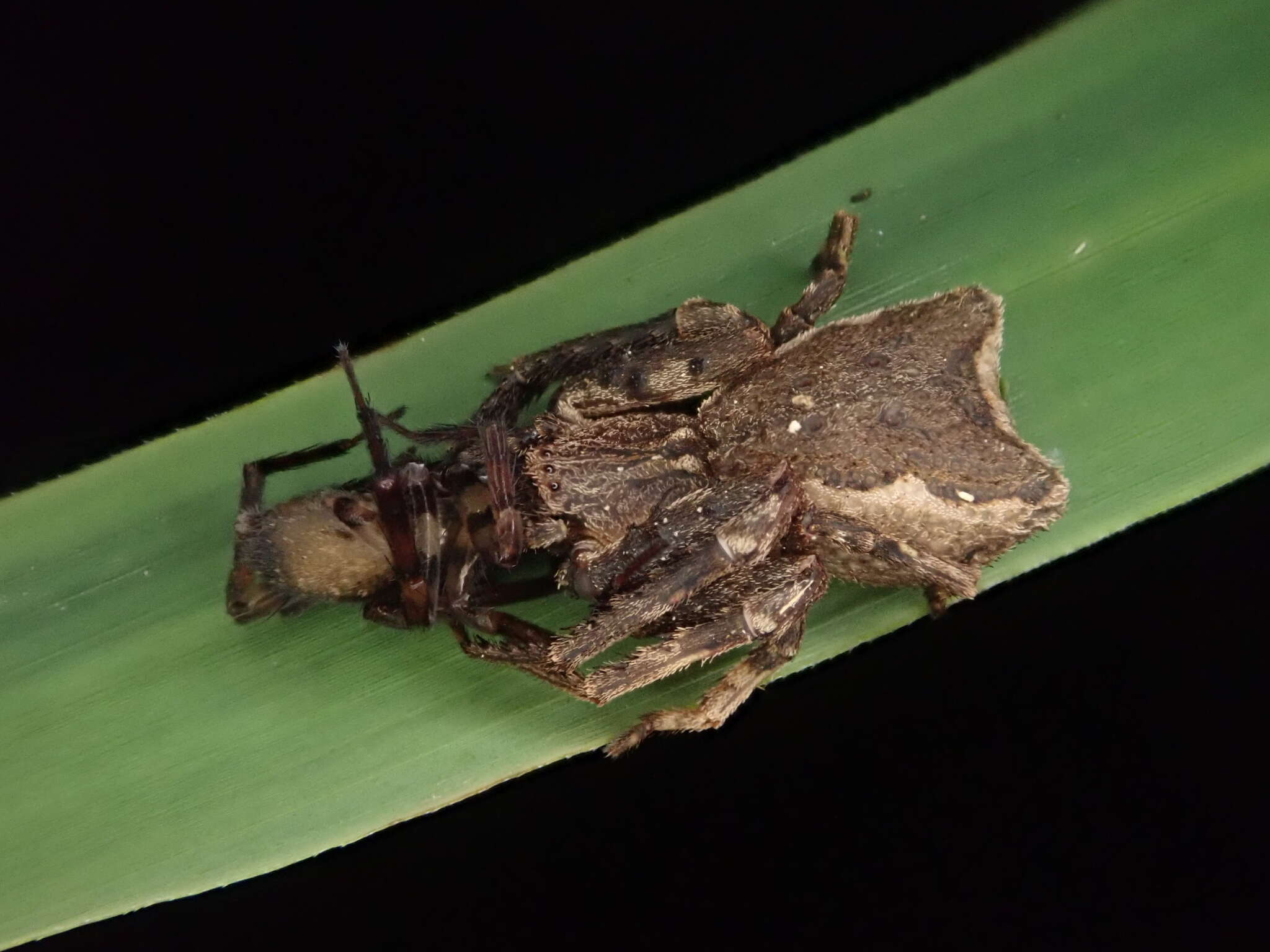 Image of Sidymella angularis (Urquhart 1885)