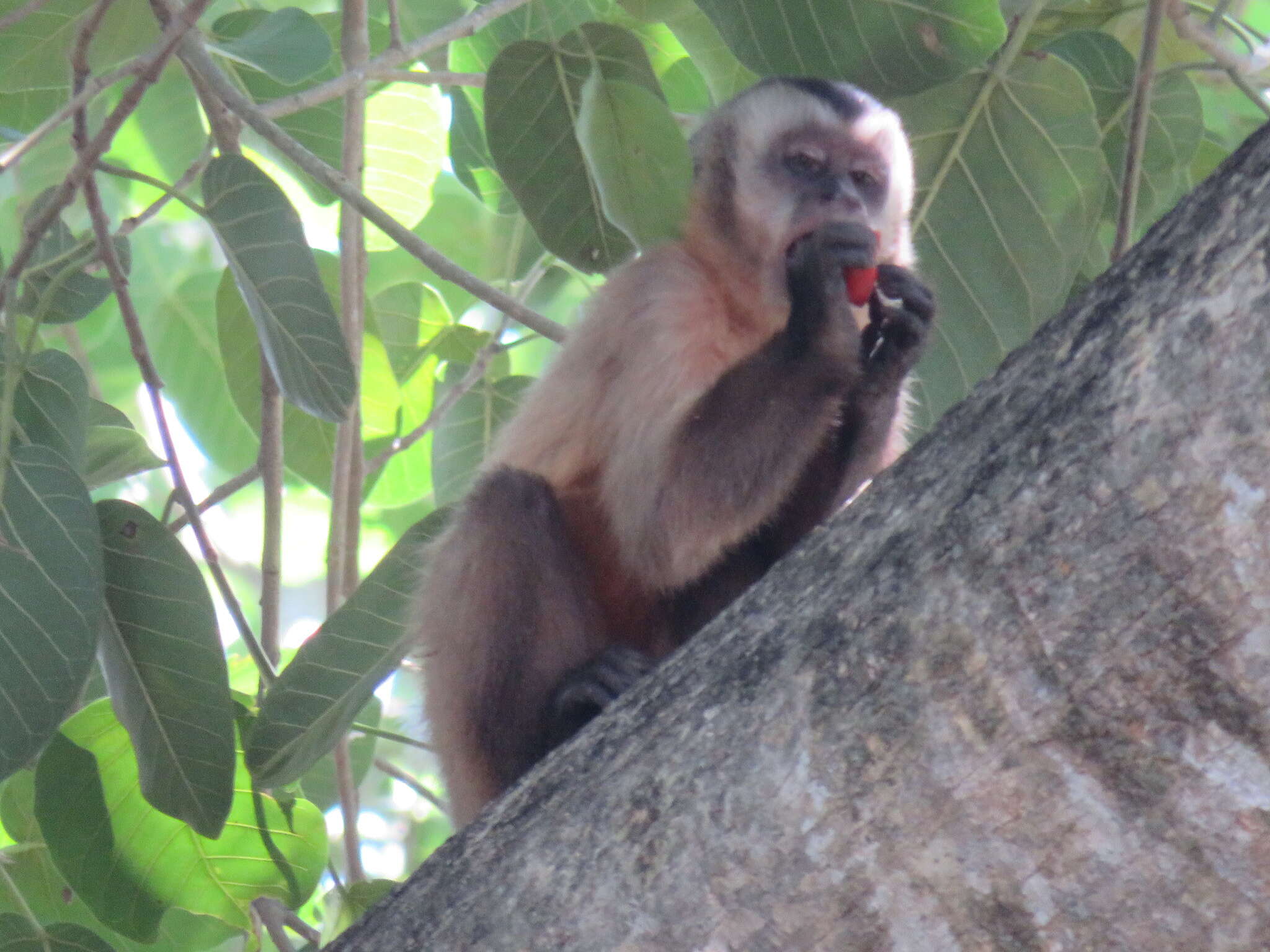 Image of Azaras’s Capuchin