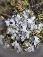 Image of hispid wreath lichen