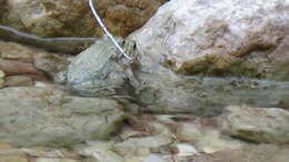 Image of Iranian Earless Toad