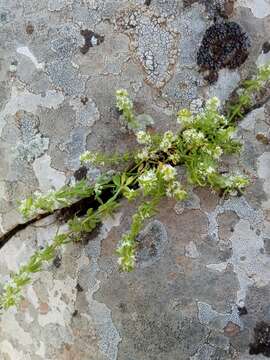 Image of warty bedstraw