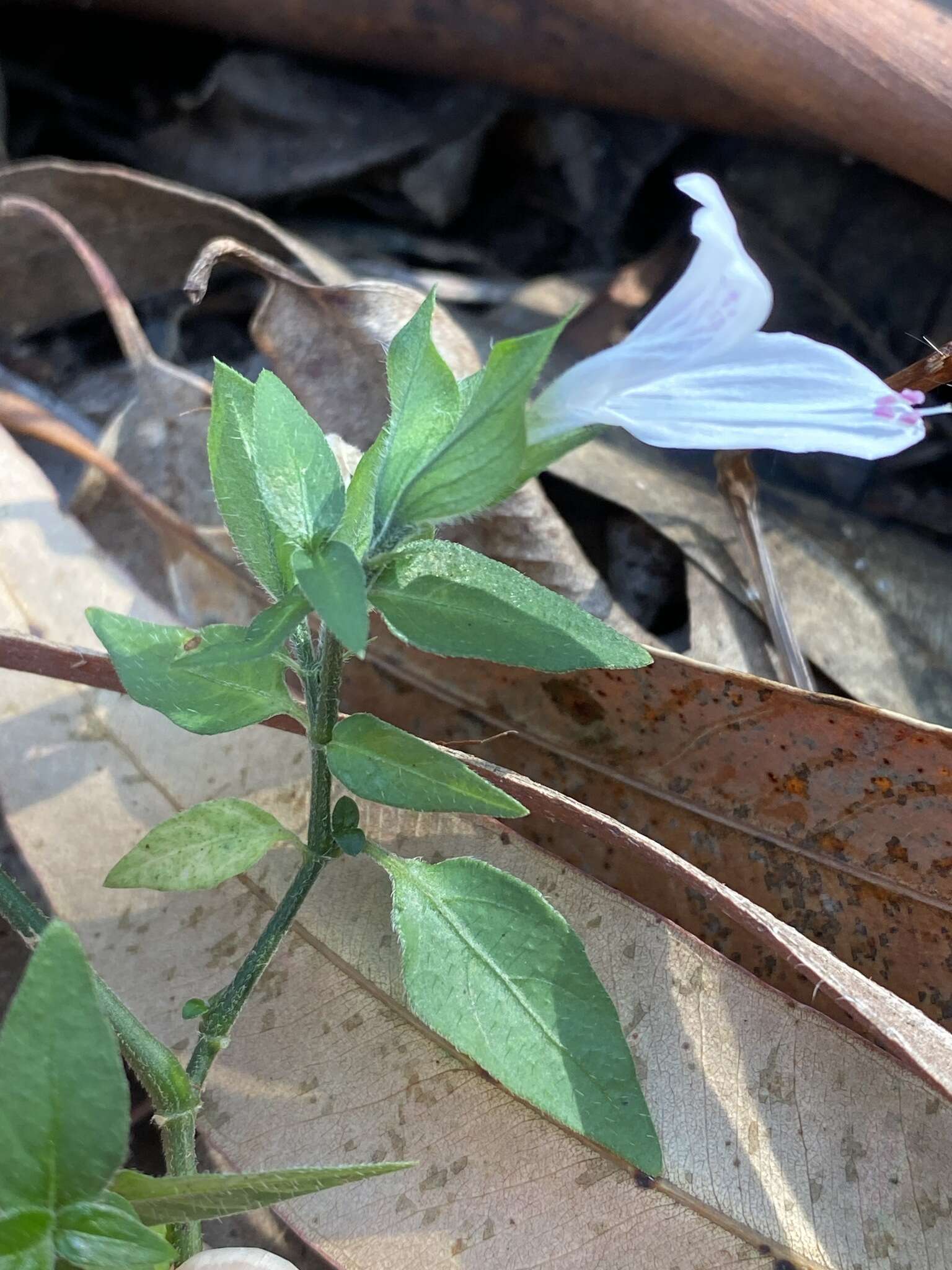 Image of Dicliptera extenta S. Moore