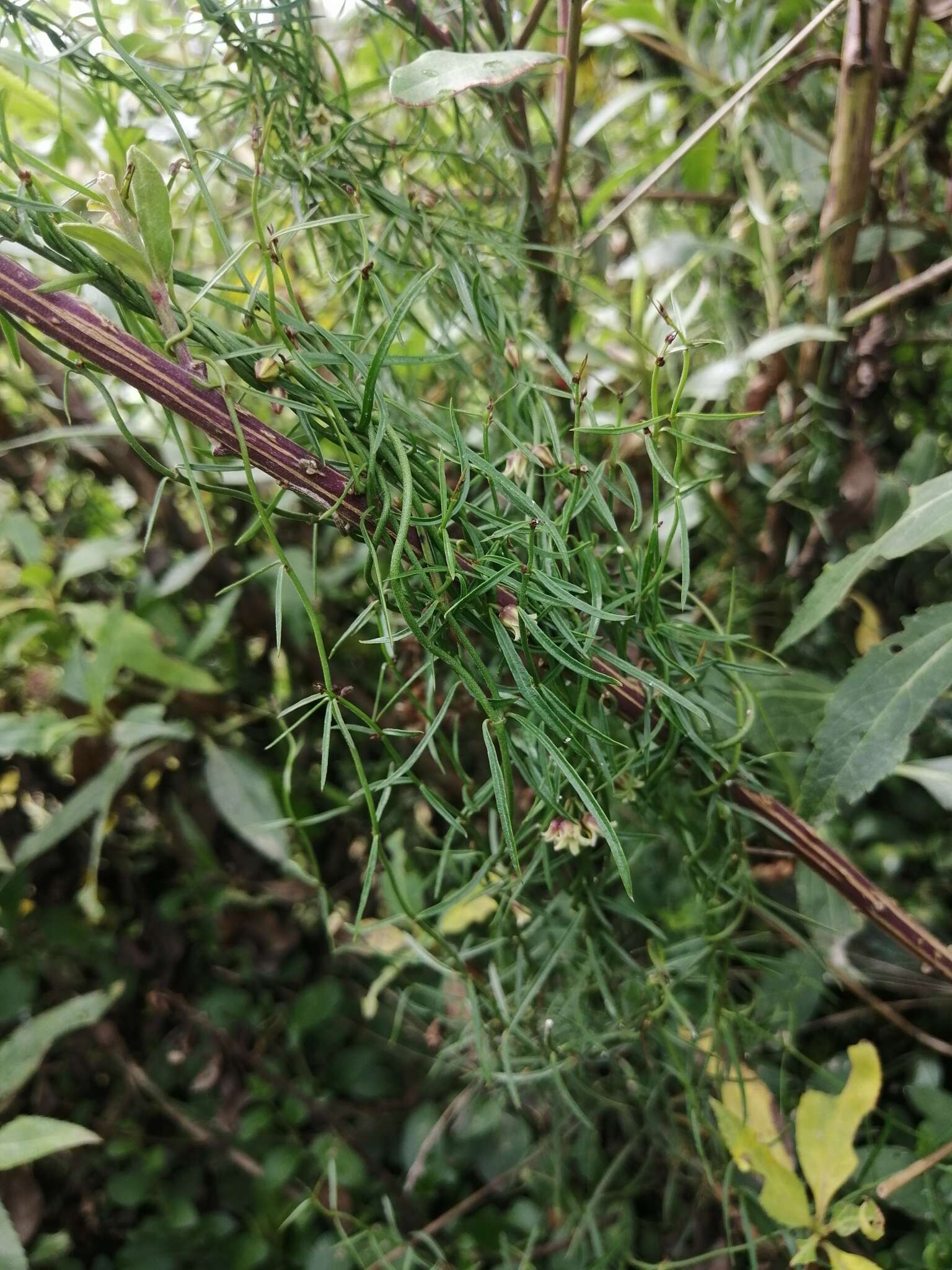 Image de Metastelma purpurascens Benth.