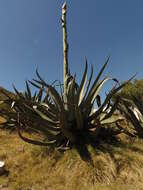 Слика од Agave salmiana subsp. salmiana