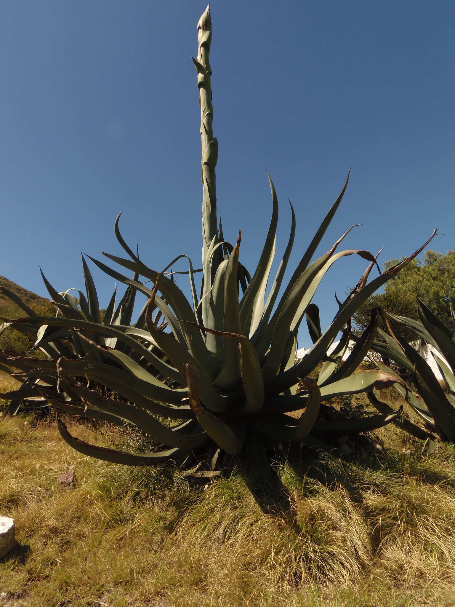 Слика од Agave salmiana subsp. salmiana