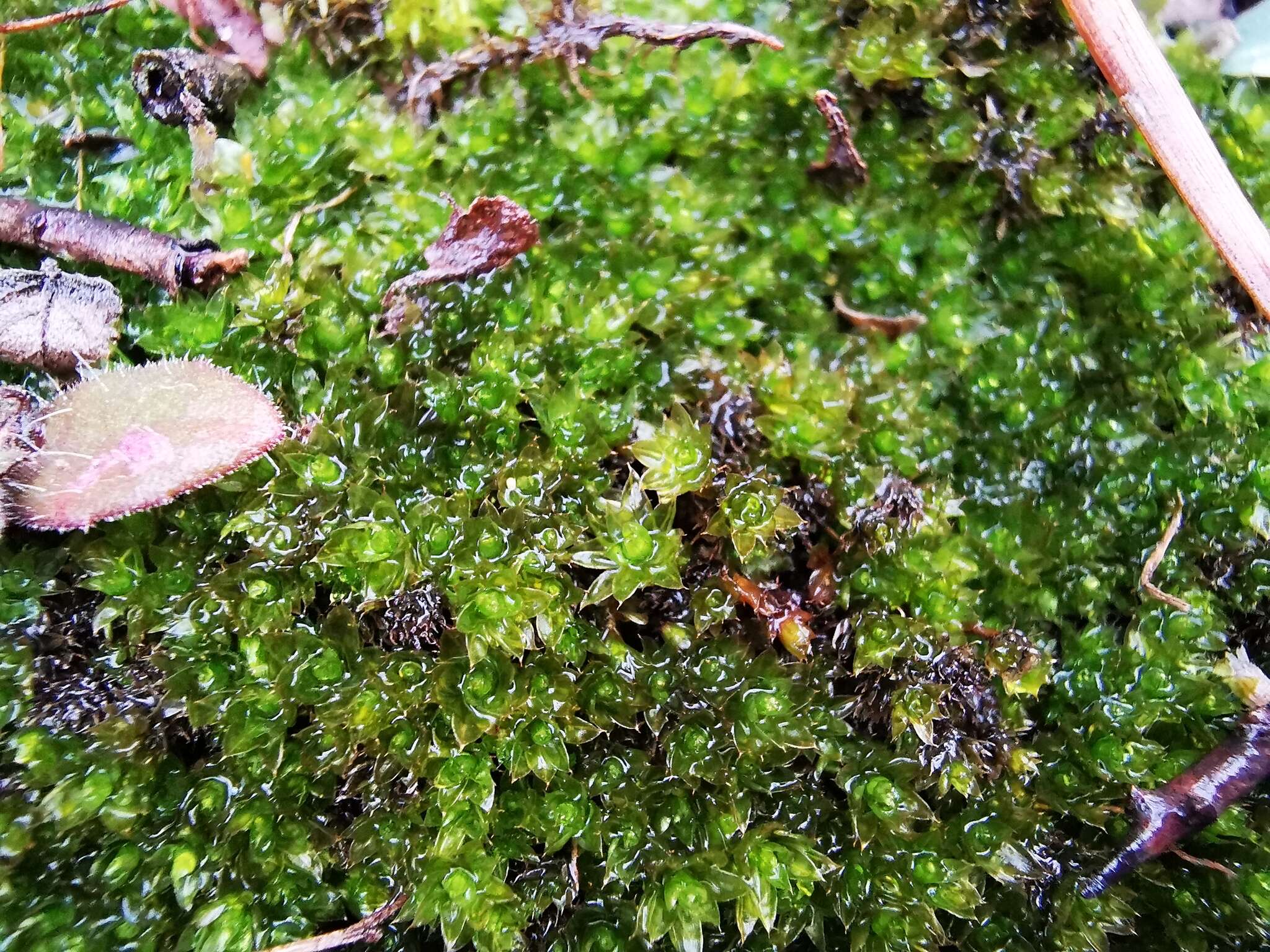 Image of Blytt's calcareous moss