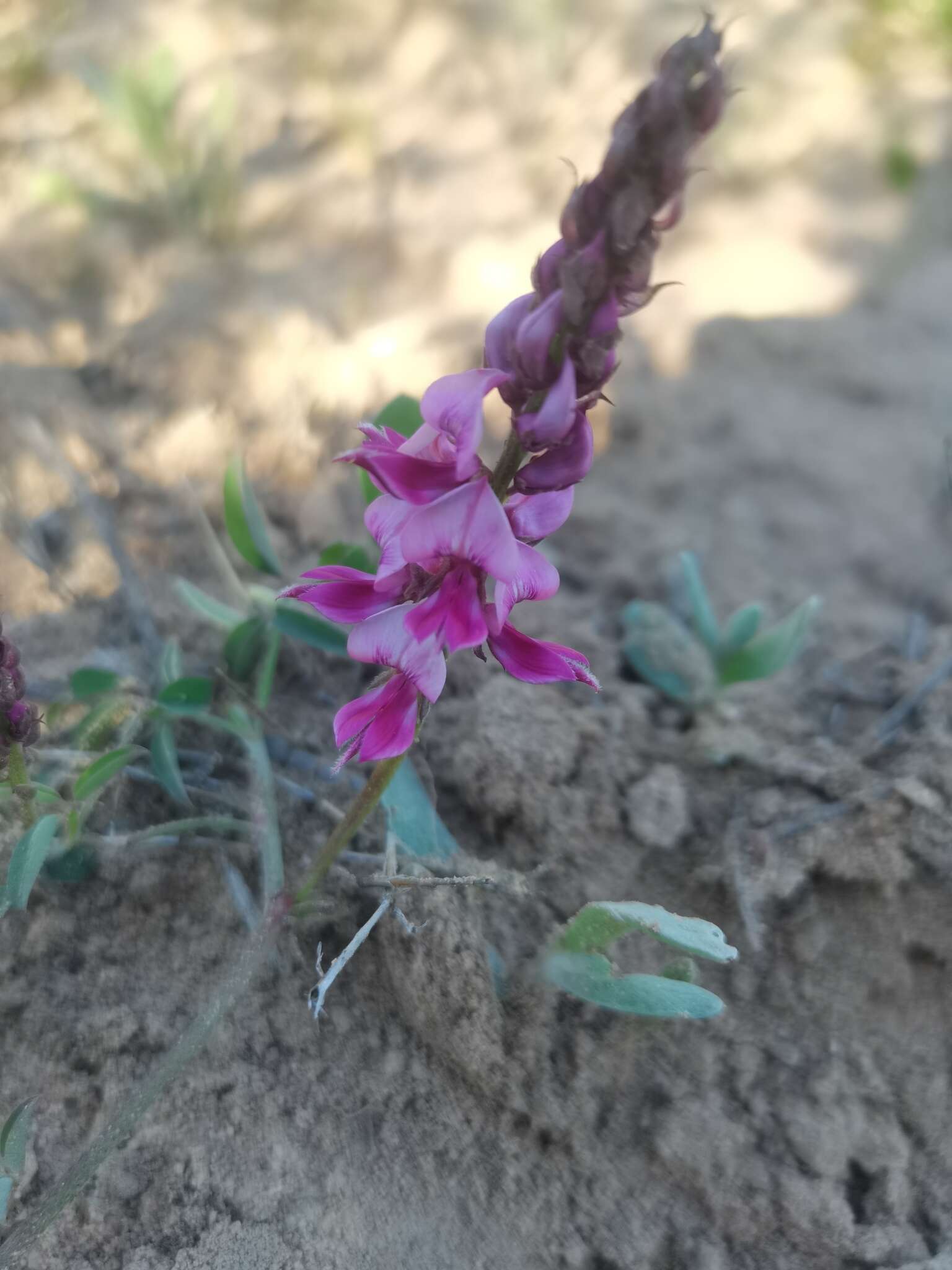 Image of Indigofera amoena Aiton