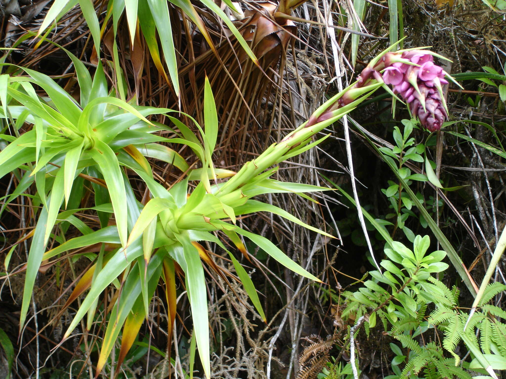 Image of Connellia augustae (M. R. Schomb.) N. E. Br.