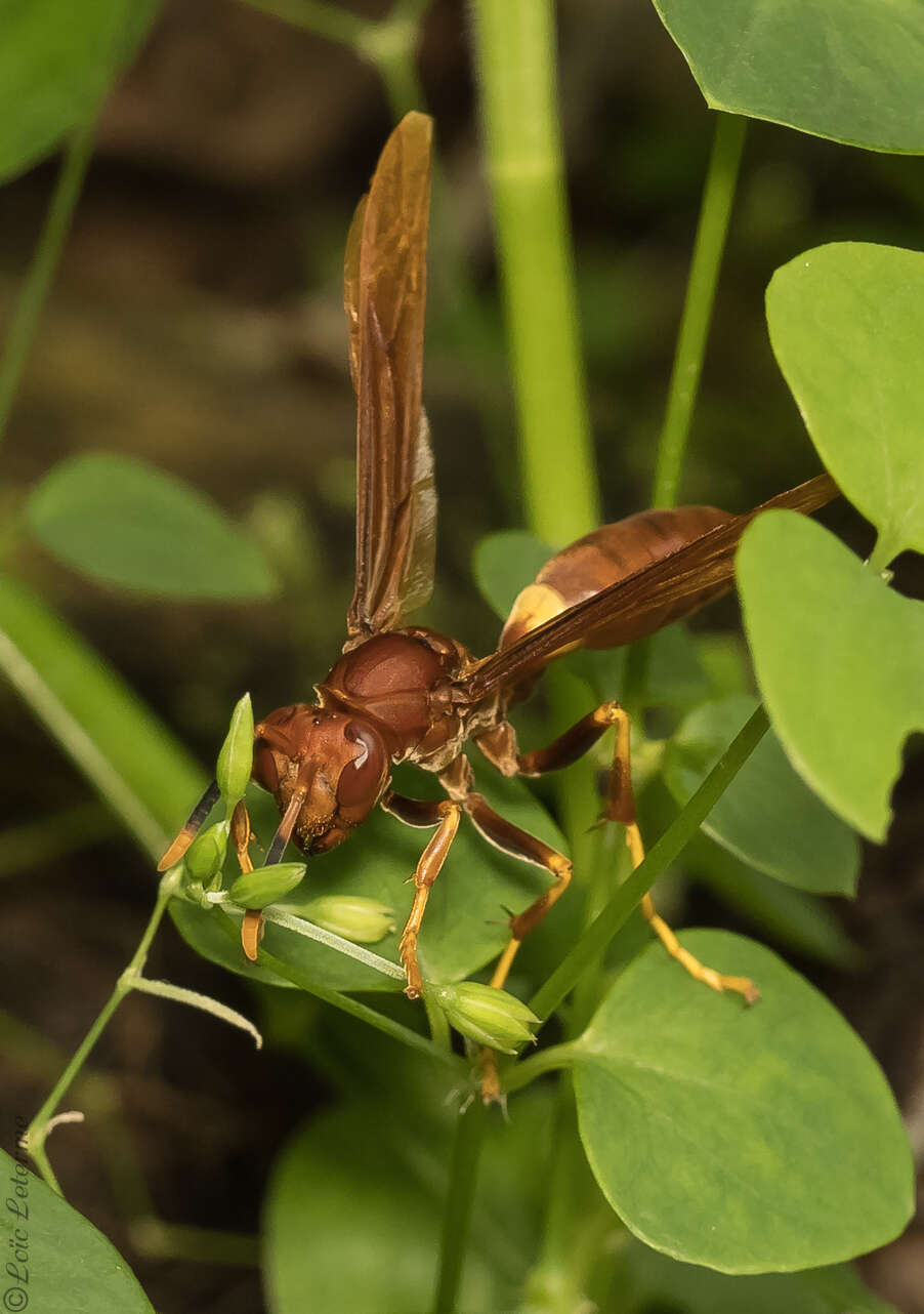 Image of Polistes dominicus (Vallot 1802)